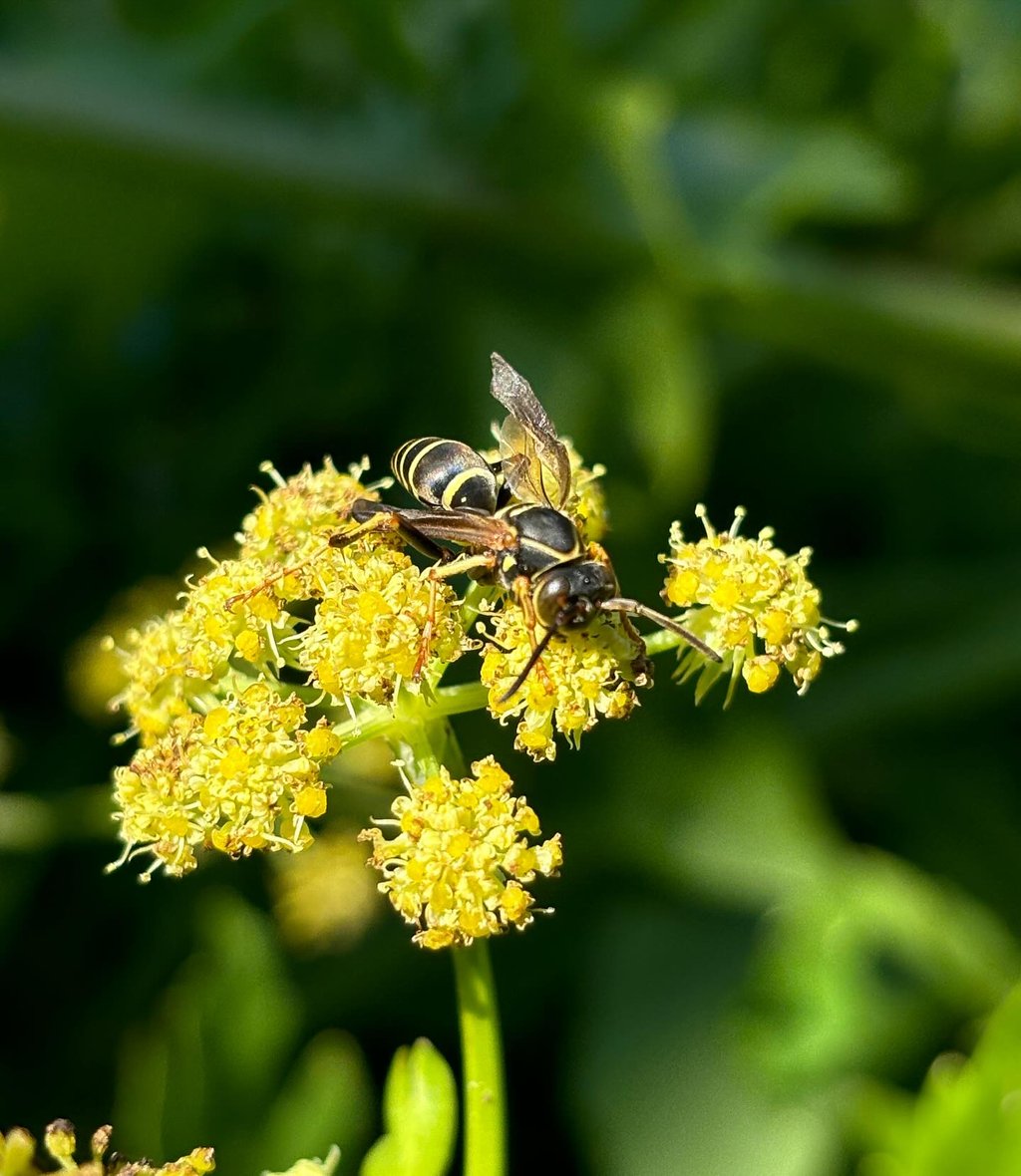 a bee on a flower