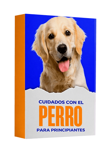 Cuidados con el perro para principiantes