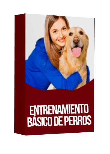 Entrenamiento básico de perros