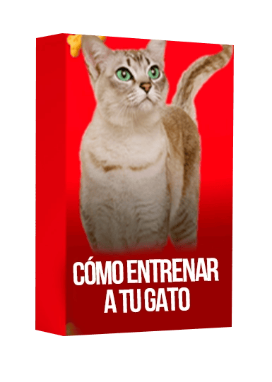 Cómo entrenar a tu gato