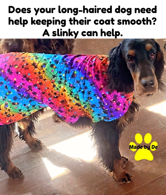 A long-haired Gordon Setter wearing a colorful rainbow dog slinky coat to keep fur smooth and tangle-free.