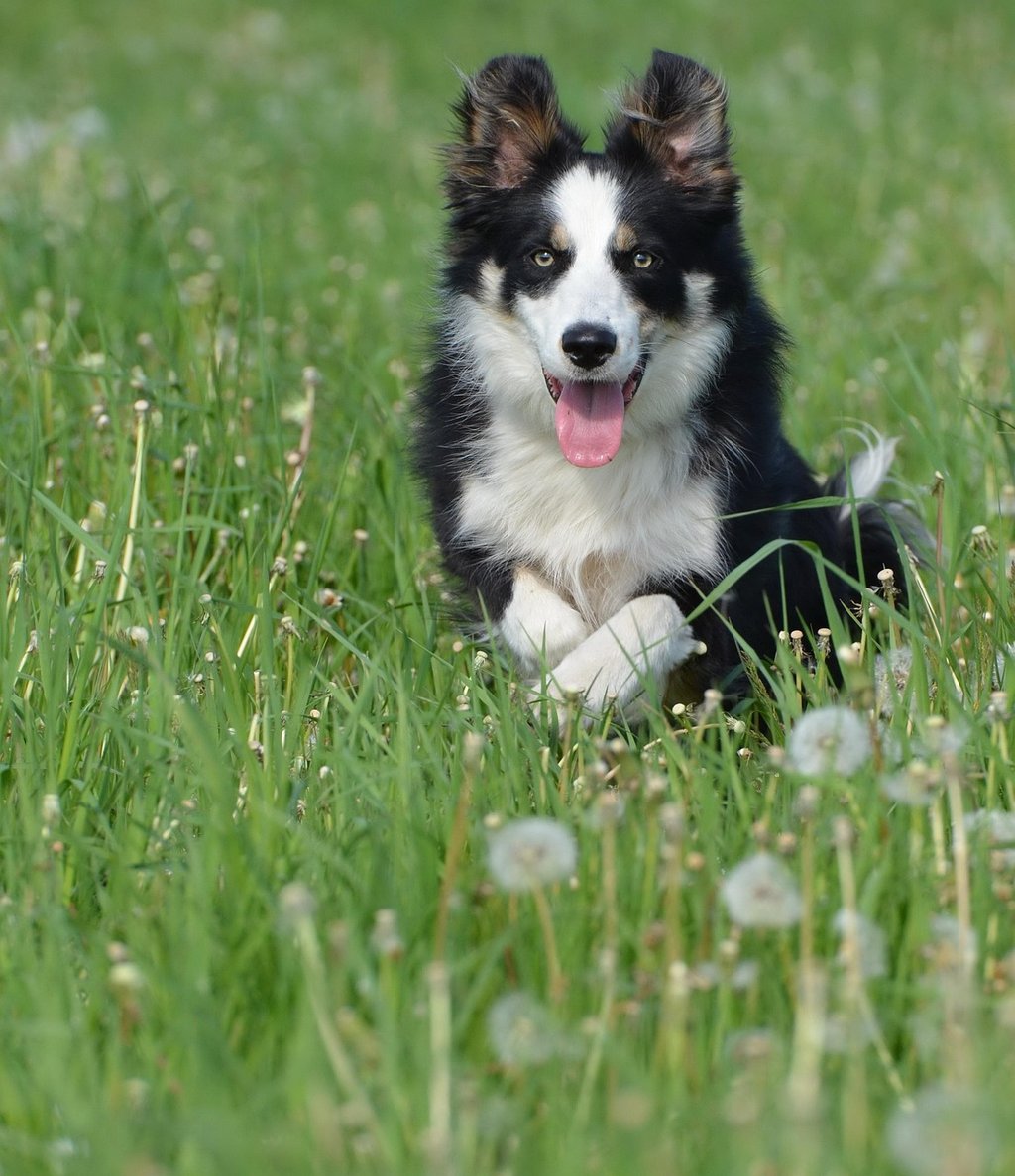 Chien accompagné par un comportementaliste animalier en Loire-Atlantique pour retrouver une relation