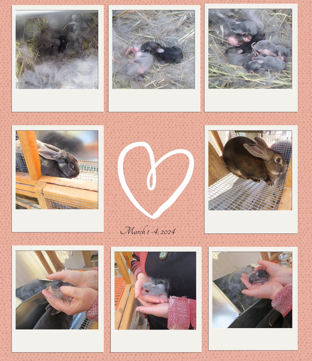 Pictures of Sunny and Parsley's First Litter