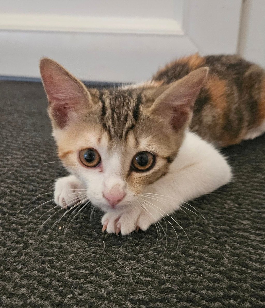 Adoption chaton AZALEE-1