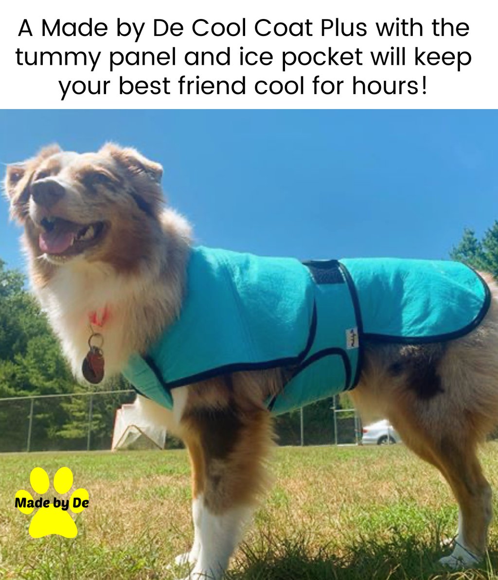 An Australian Shepherd wearing a blue Made by De Cool Coat Plus dog cooling vest outdoors.