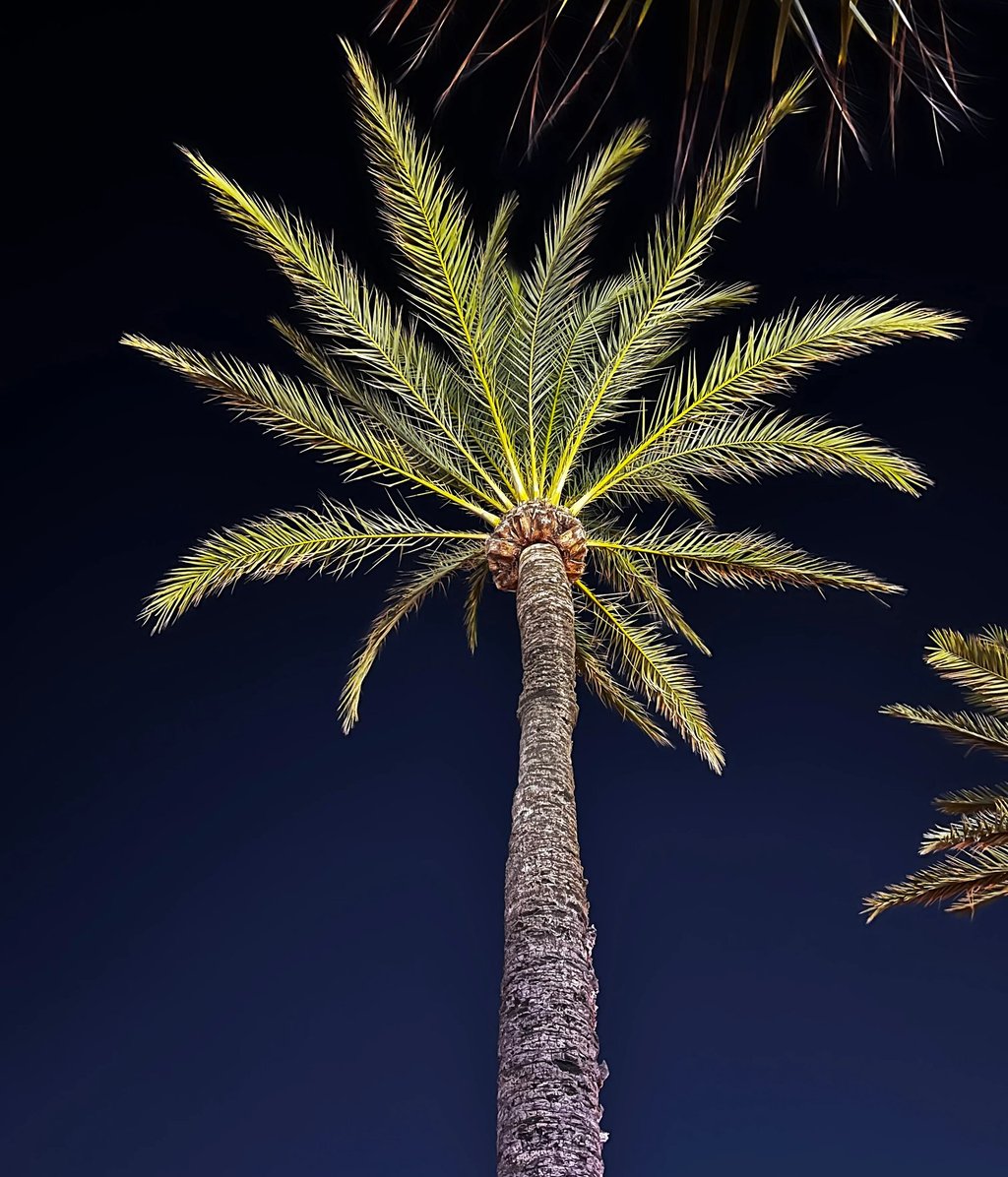palm tree installation cost rosemary beach