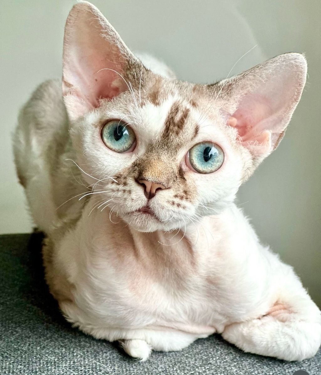Mikki Mouse - a cat with aqua eyes