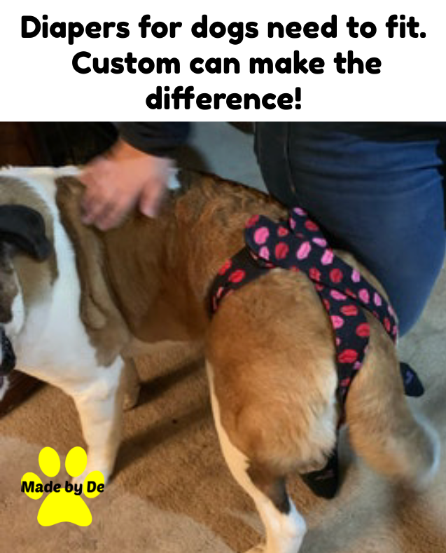 A brown and white wearingSt. Bernard wearing  a custom patterned dog diaper with a comfortable fit.