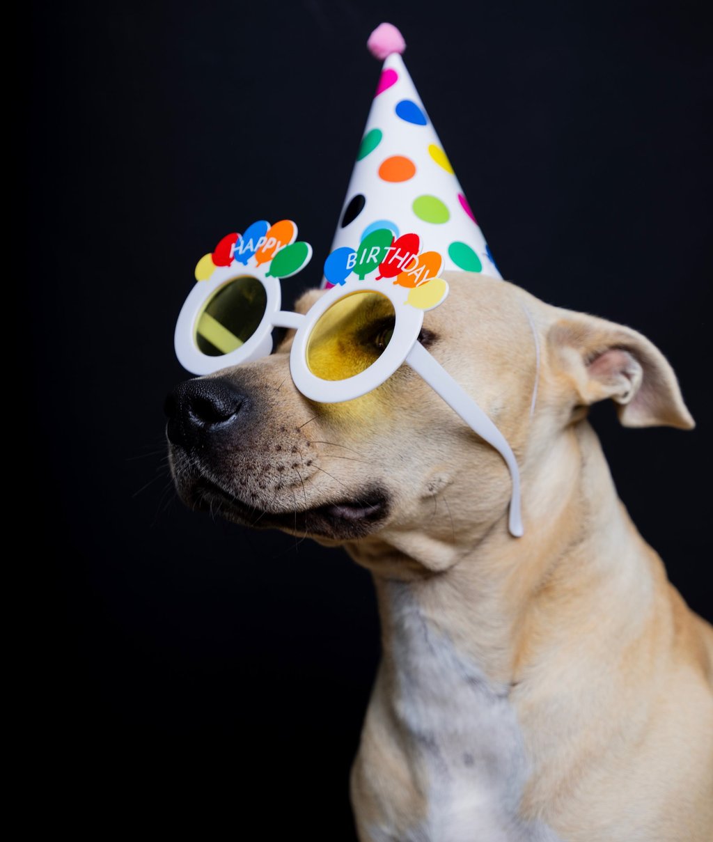 Close-up portrait of a happy dog wearing a party hat at a pet photography studio in Thessaloniki