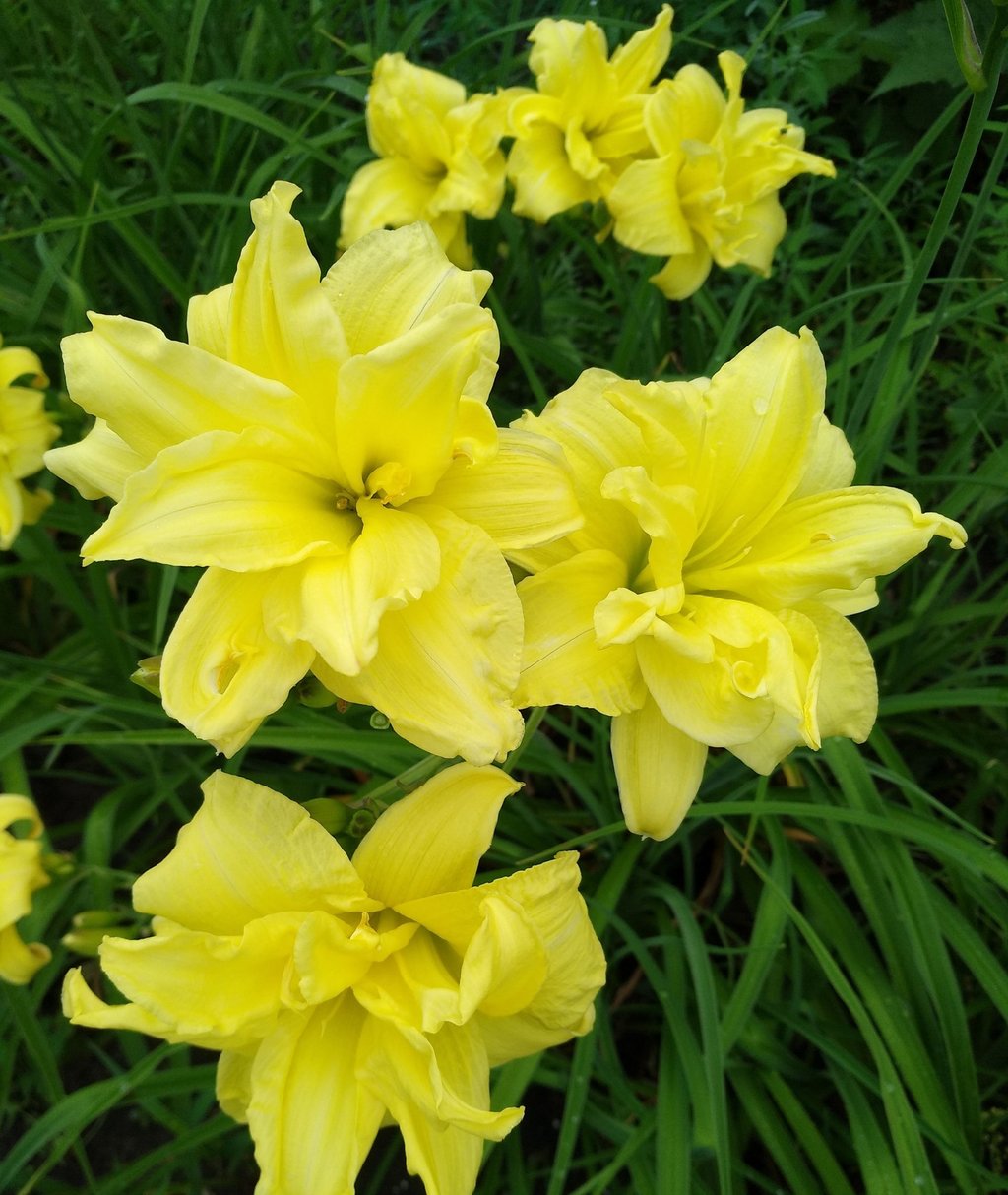 Viendienė su pilnaviduriais geltonais žiedais