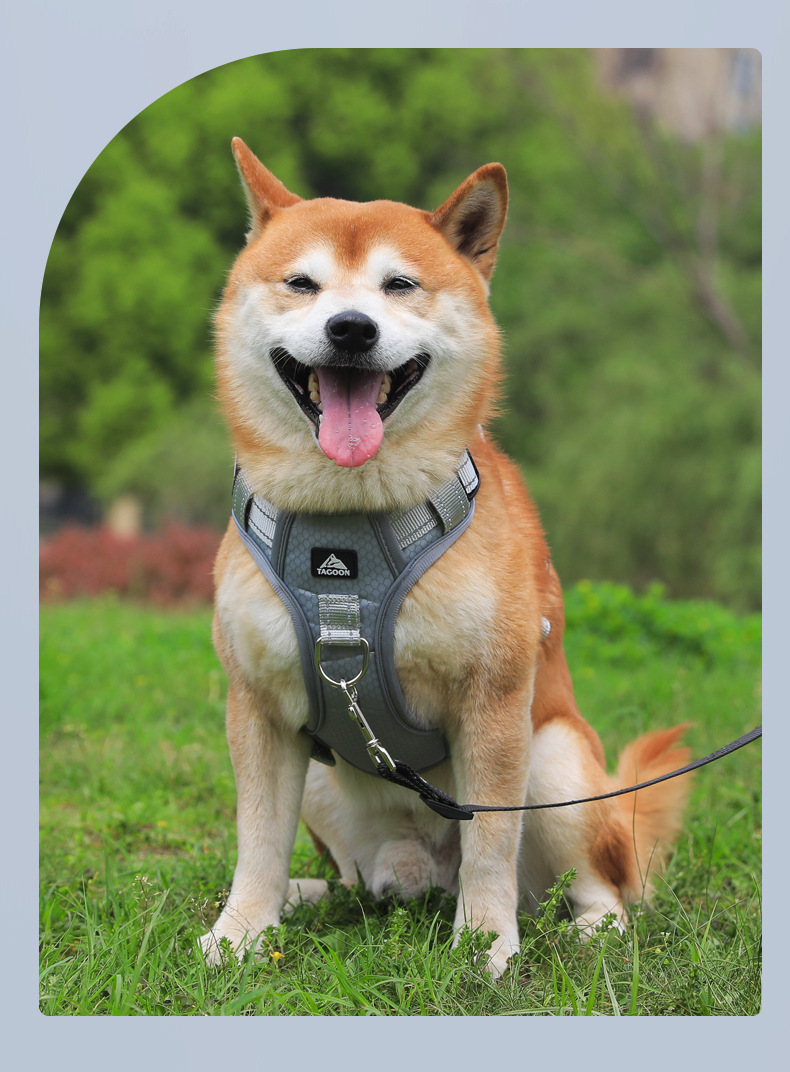 Dog Harness