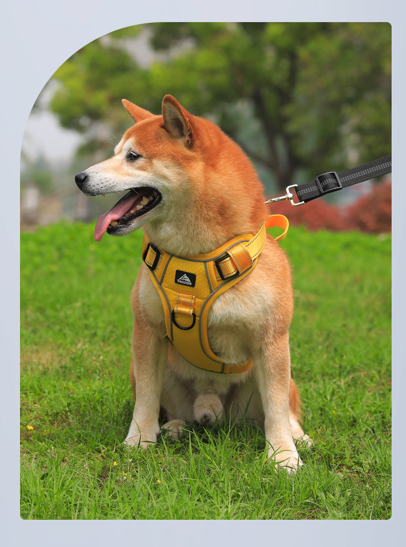 Dog Harness