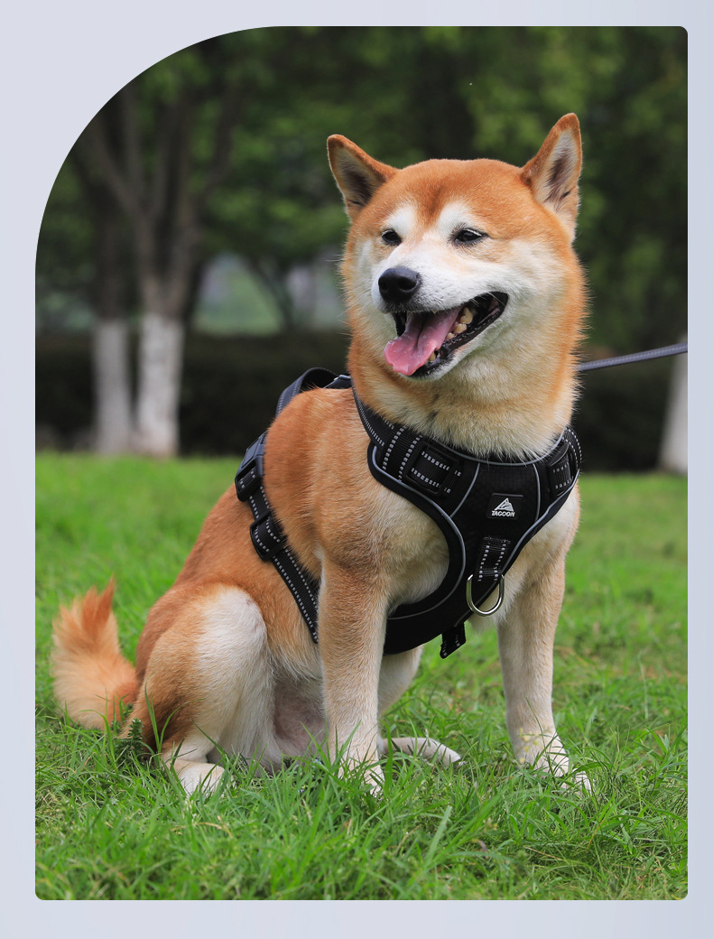 Dog Harness