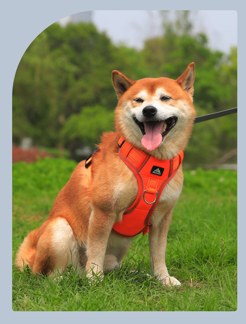 Dog Harness
