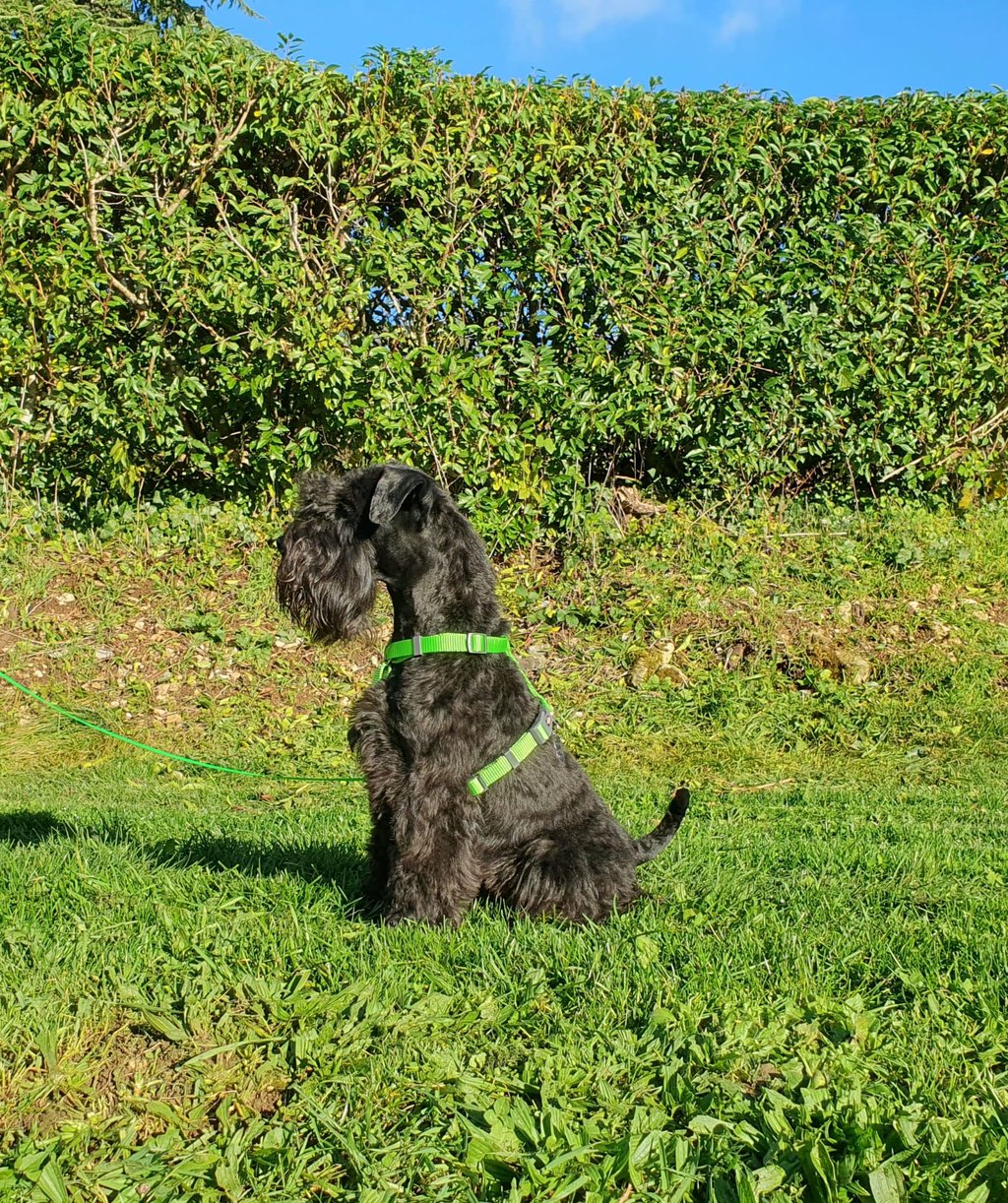 Vintus, étalon Les Diamants Noirs d'Also