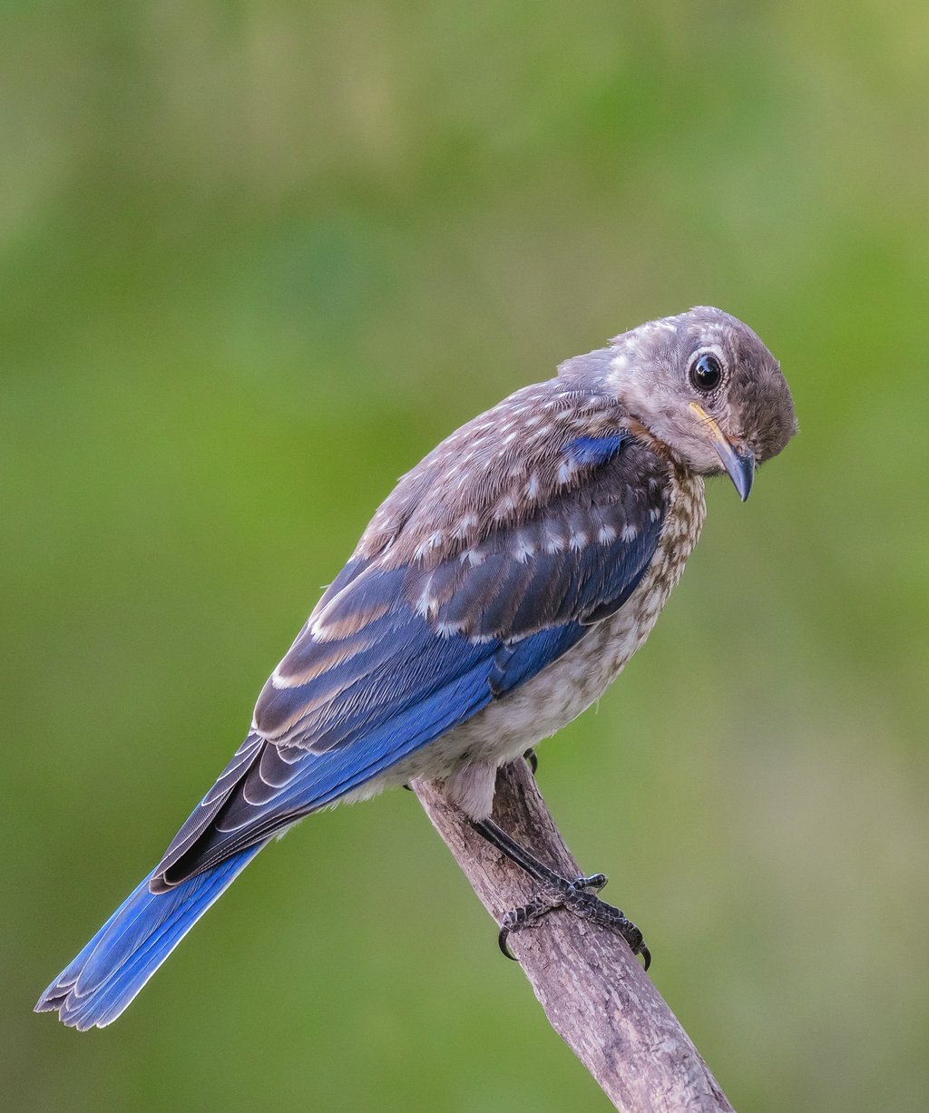 Juvenile Eastern Bluebird giving camera the stink eye