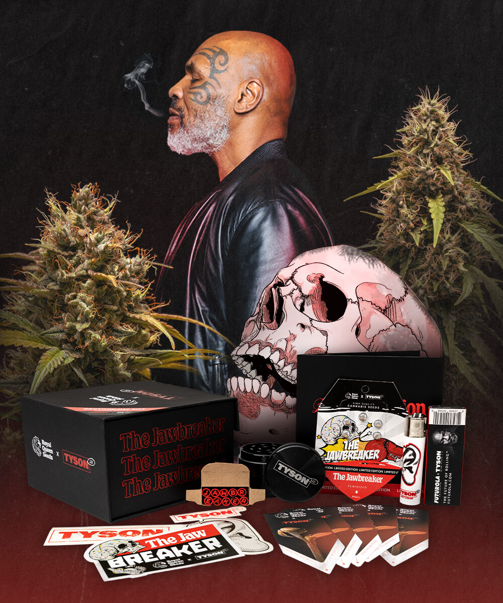 This is an ad for The Jawbreaker Cannabis Strain. 