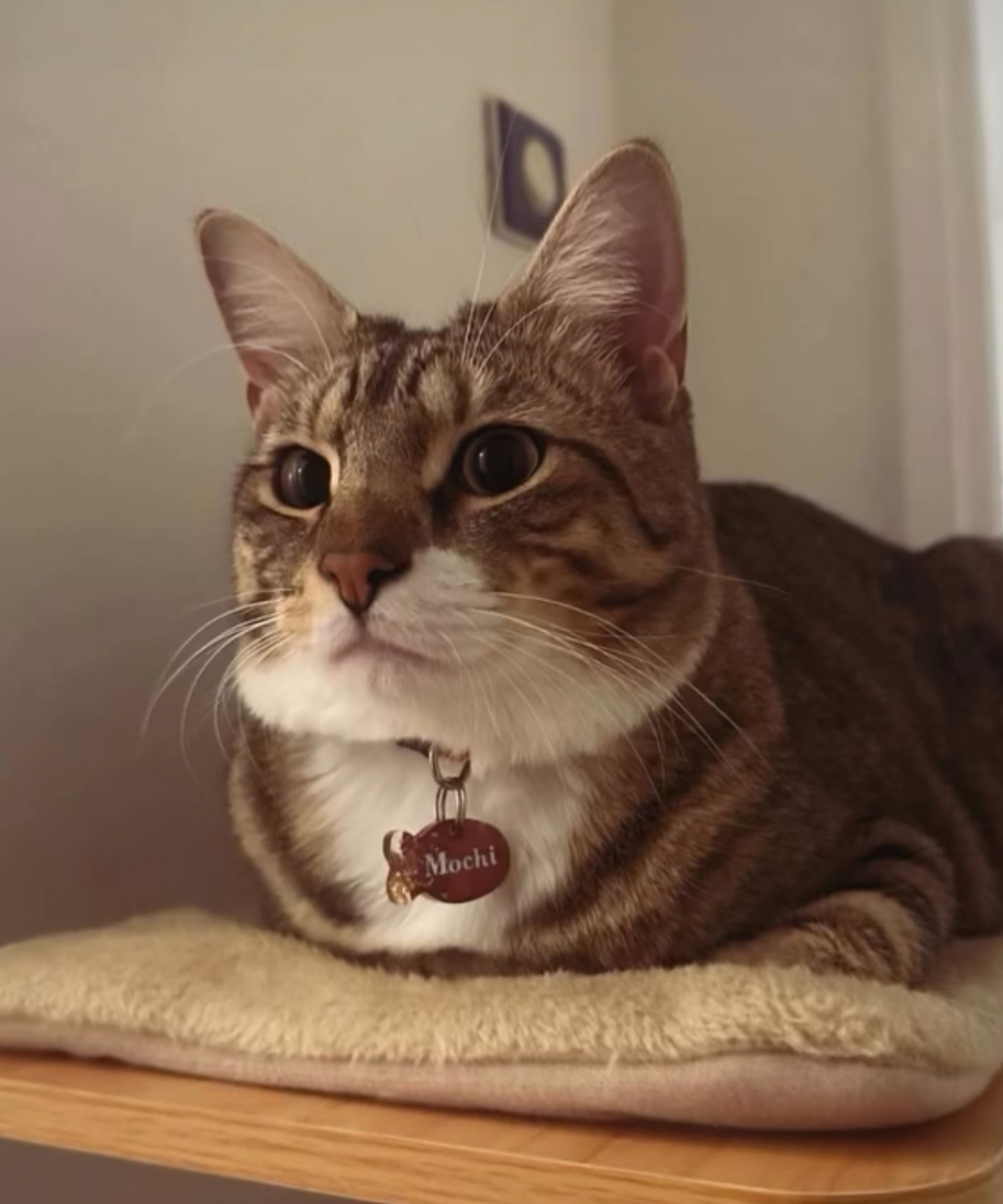 médaille chien et chat, teckel, chihuahua