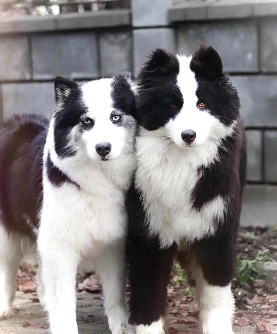 Yakutian laika europe