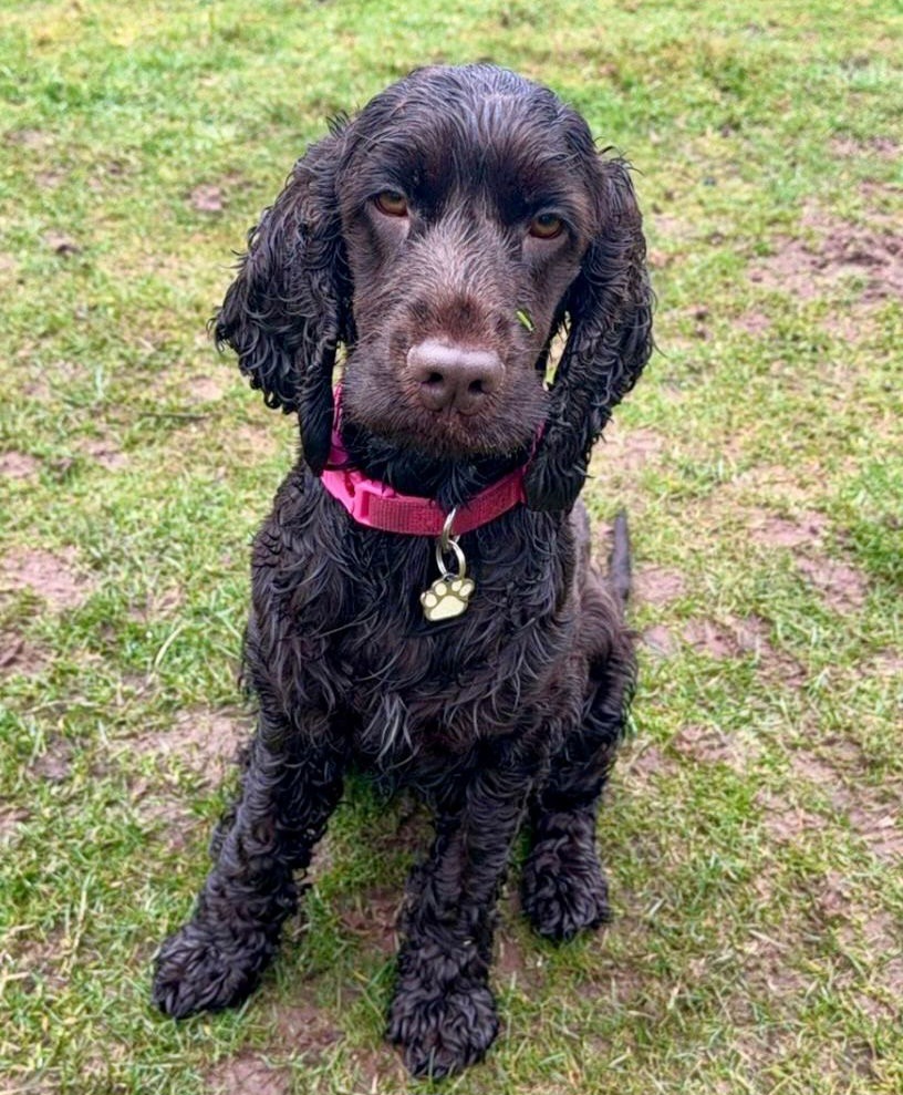 Photo of Mandy's dog Wilma