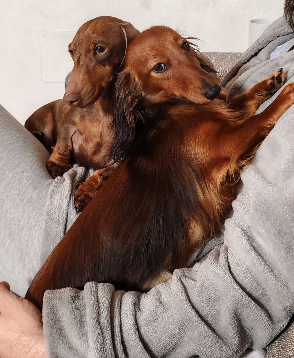 BASSOTTO NANO PELO CORTO E LUNGO Mesola Ferrara emilia romagna