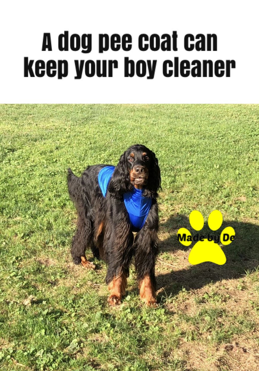 A Gordon Setter wearing a blue dog pee coat protector while standing in a grassy field.