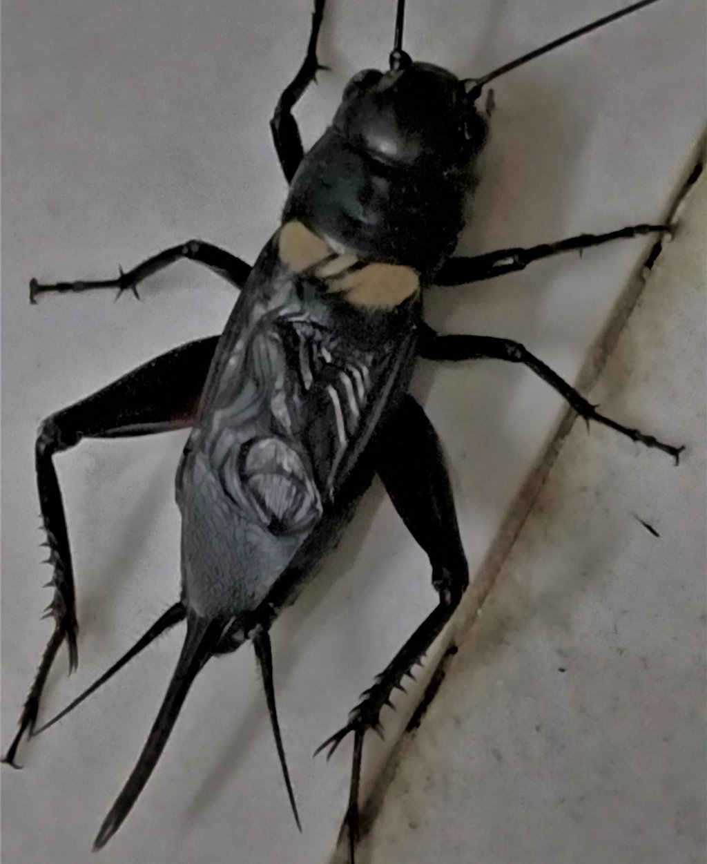Gryllus camppesris noticed in Nizamabad,Telangana