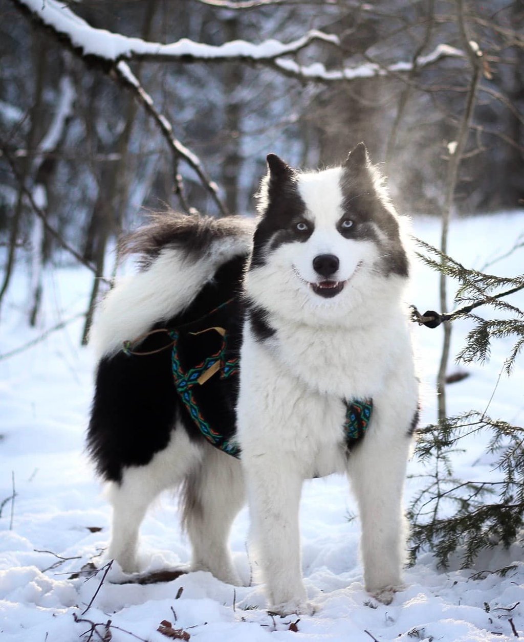 Yakutian laika kennel