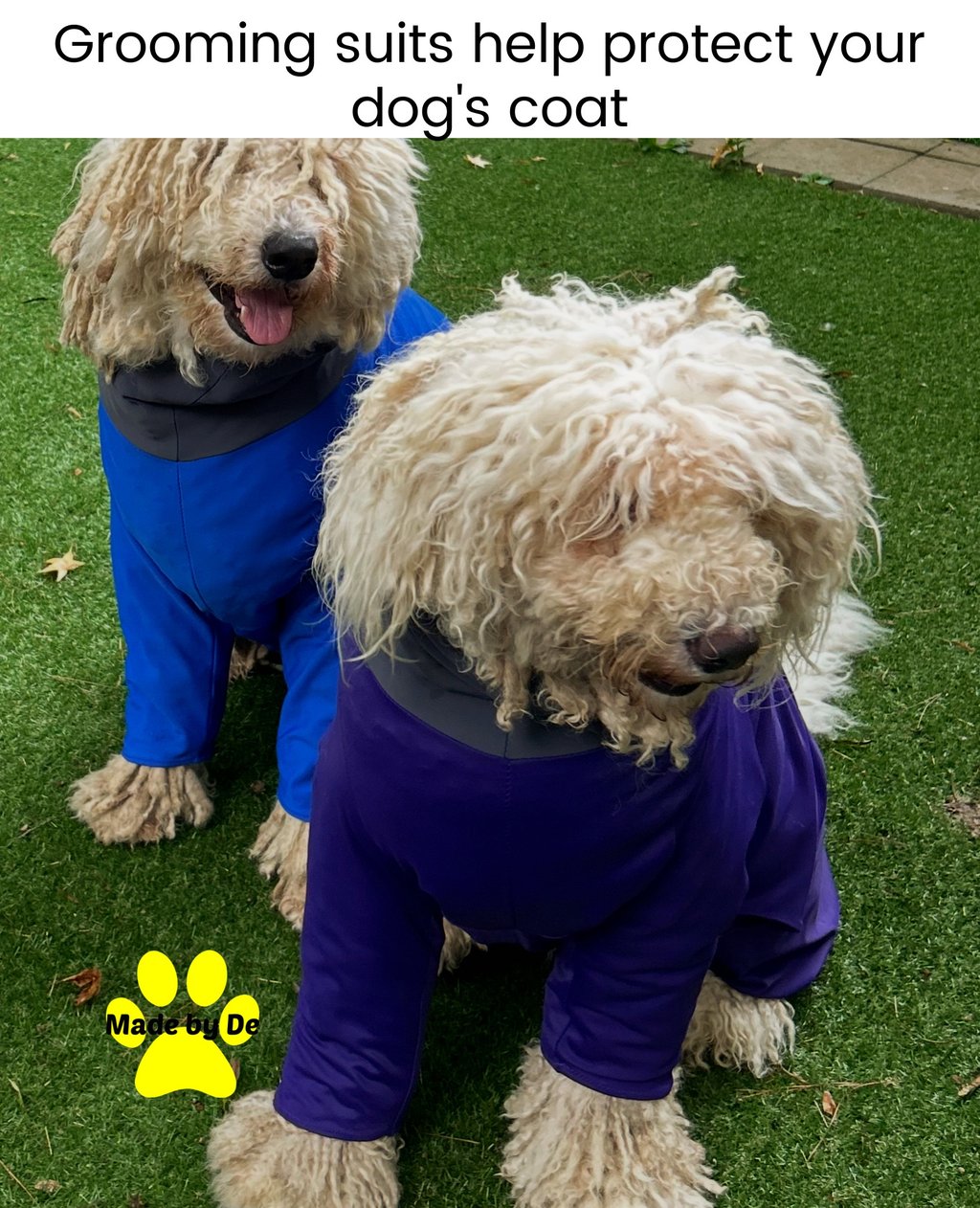 Two long-haired dogs wearing blue and purple protective grooming suits on grass.
