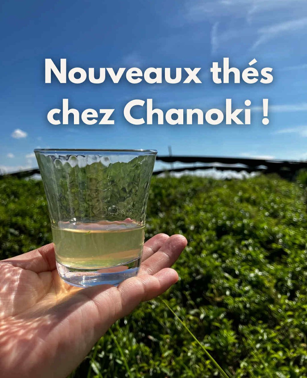 Verre contenant du sencha dans des champs de théiers
