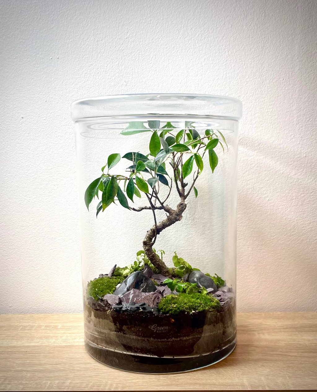 Terrarium après le service entretien de Bocal terrarium