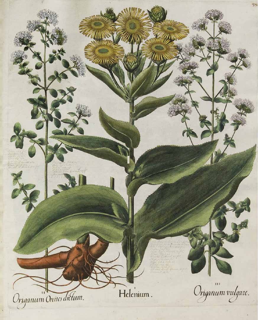 Bessler, B., Hortus Eystettensis (1613)