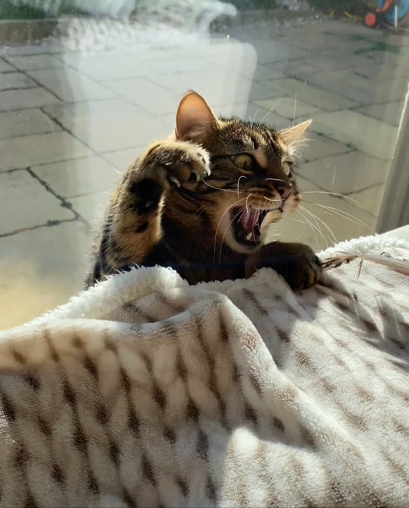 Katze beim Spielen