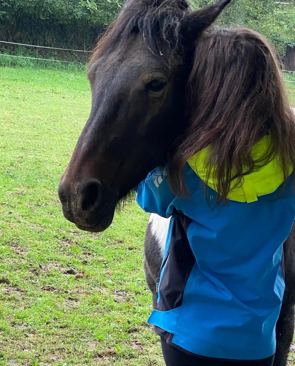 Calin entre un cheval et une femme - médiation équine