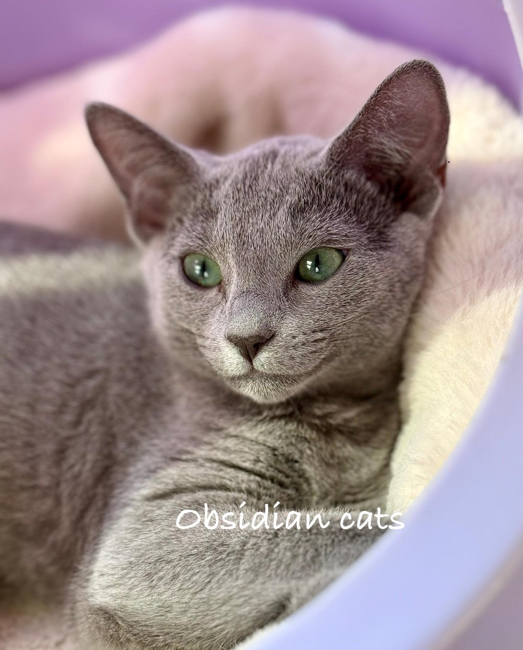 bleu russe chat - russian blue cat-obsidian-cats-france-Provence