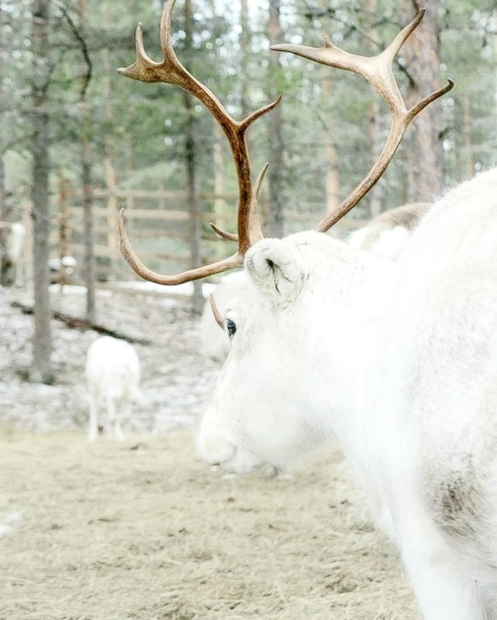 Valkoinen poro kävelee rauhallisesti metsässä, symboloiden shamanistista viisautta ja luonnonvoimien