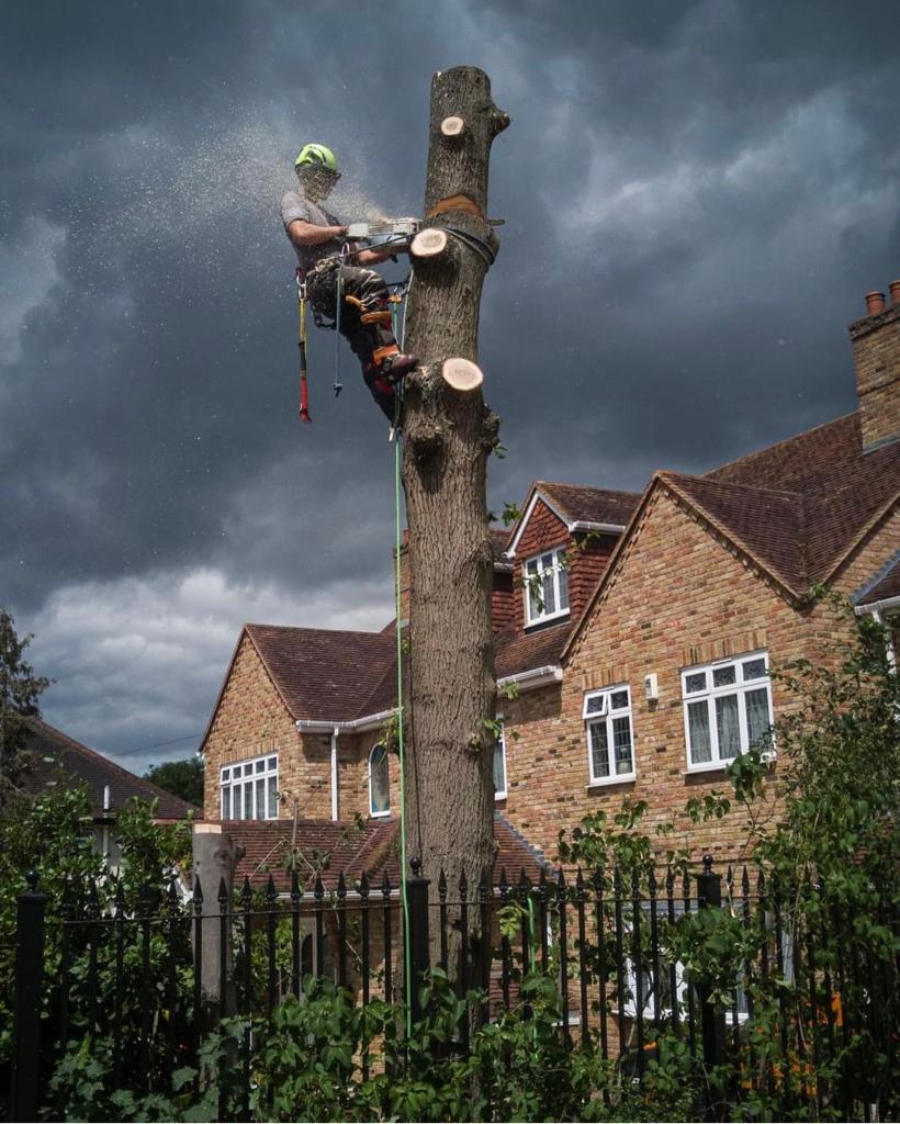 Tree removal using sectional dismantling and controlled lowering