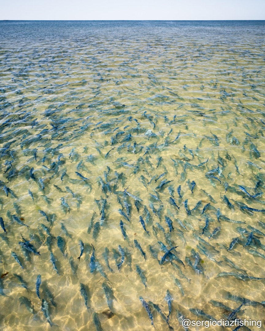 Thousands of bluefish