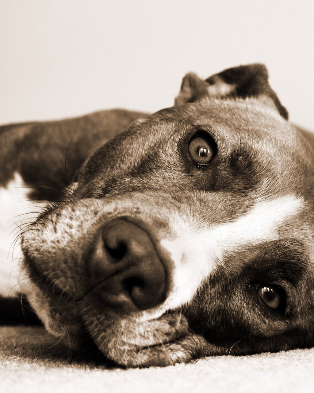 entspannter Hund