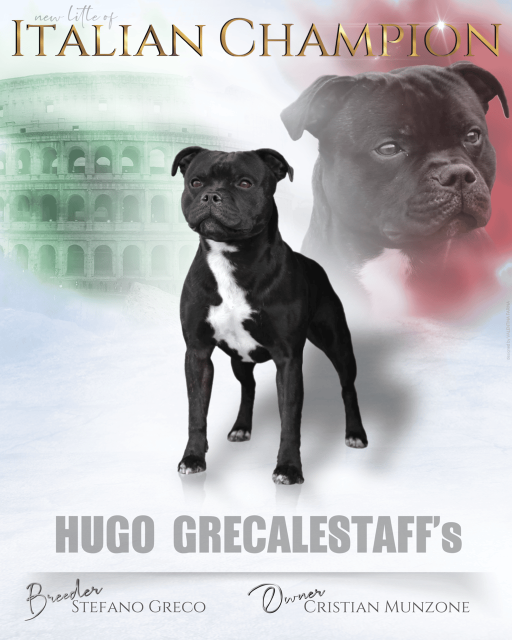 Staffordshire Bull Terrier maschio Campione Italiano di bellezza Enci e del CAC al WDS 2024 Zagabria