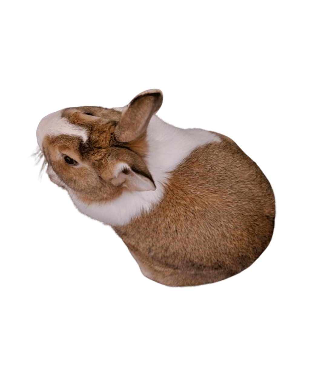 a rabbit rabbit sitting on a table with a black and white background