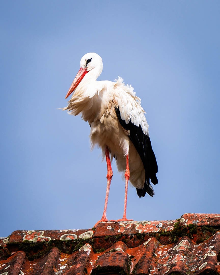 Storch sitzt au einem Hausdach