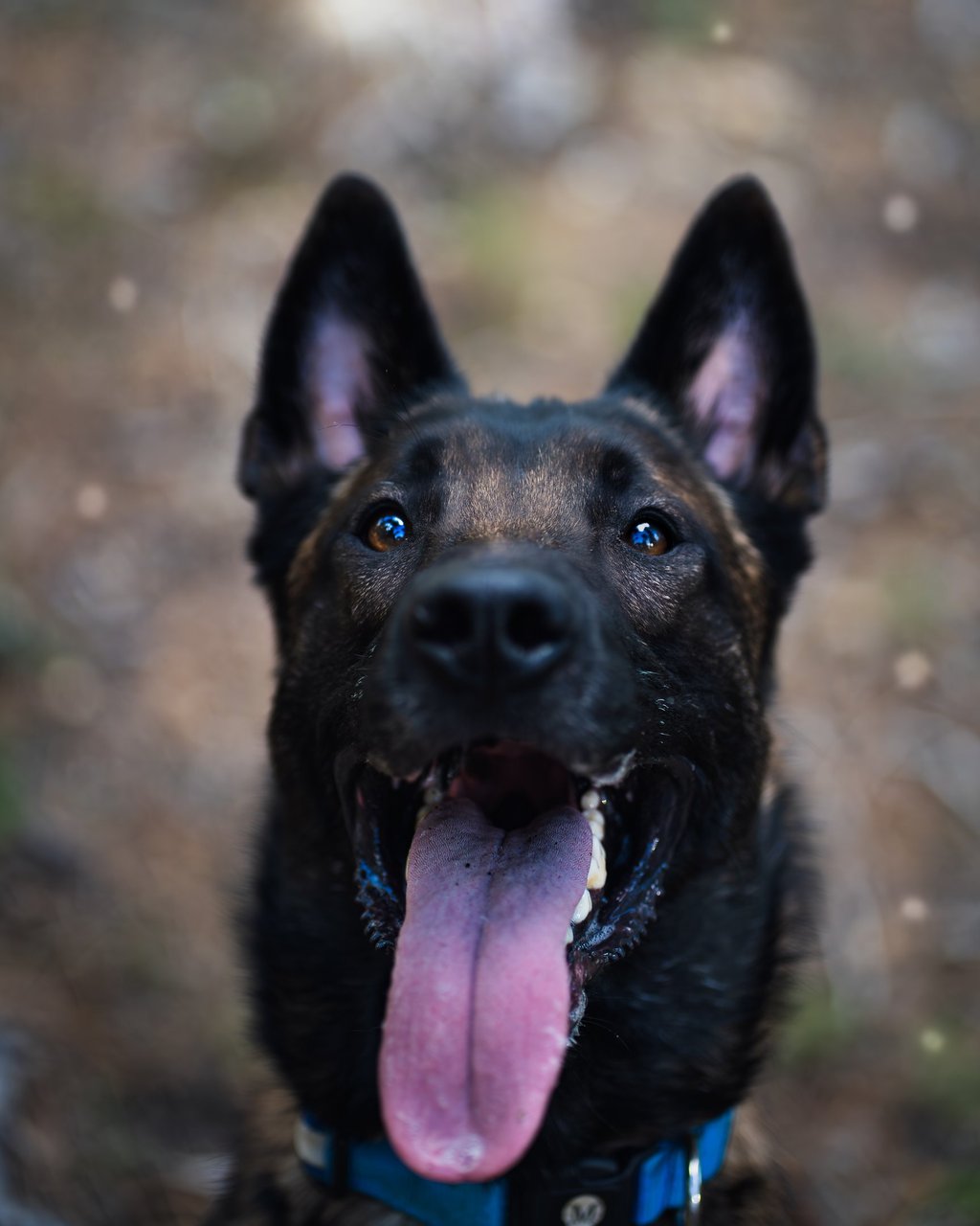 Orama Photo - Photographe Professionnel Alpes de Haute Provence, Valensole, Aix-en-Provence, PACA