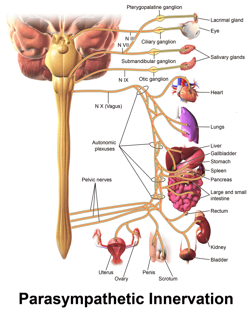 parasympathetic innervation