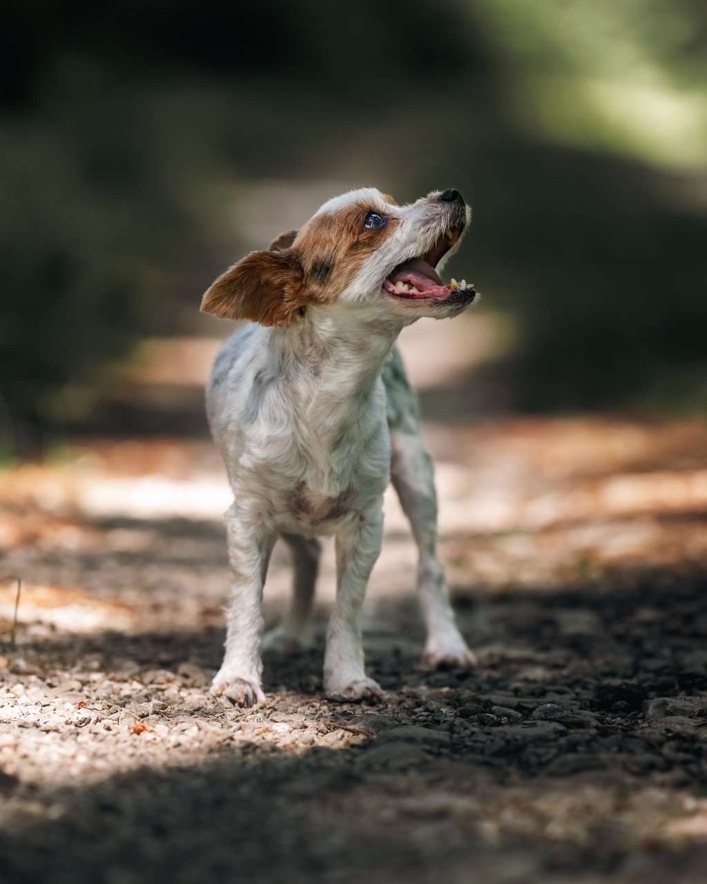 Photographe canin Jura suisse - Delémont