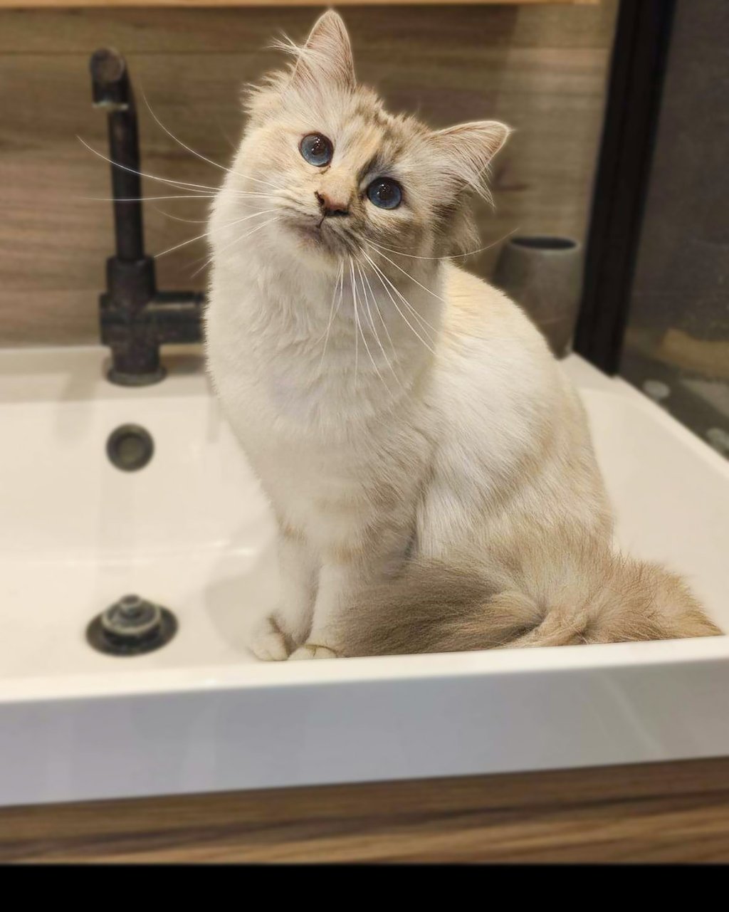 Yuki - Sacré de Birmanie - Blue Tortie Tabby Point
