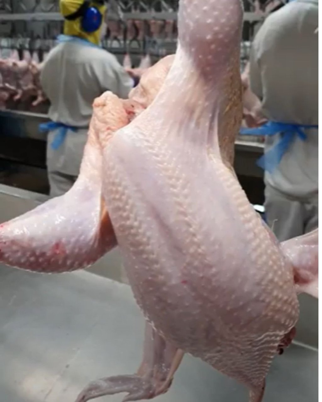 post mortem de suínos