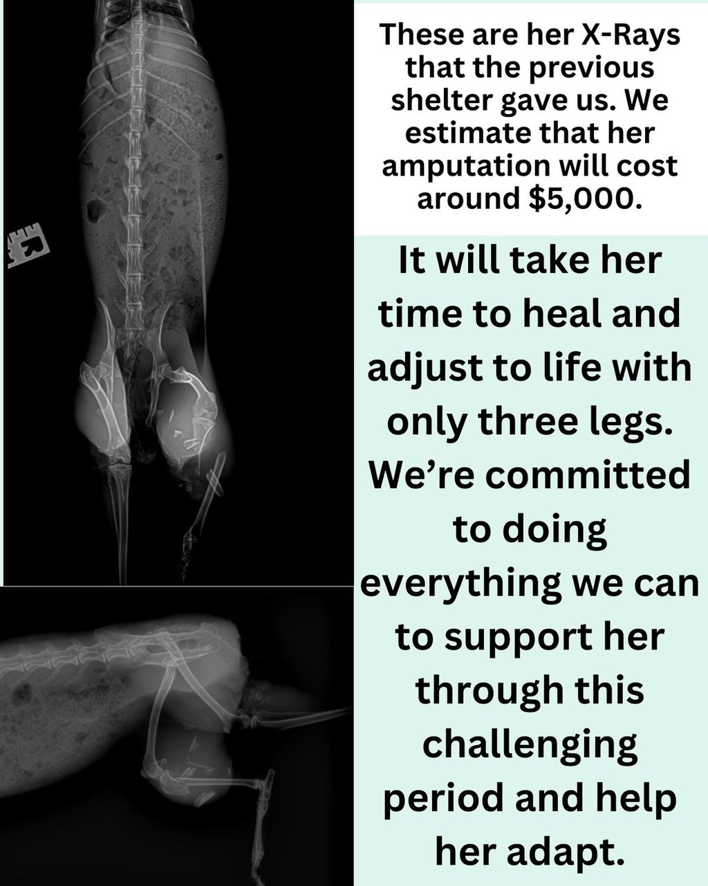 These are X-rays of Hampshire's broken leg, which had to be amputated