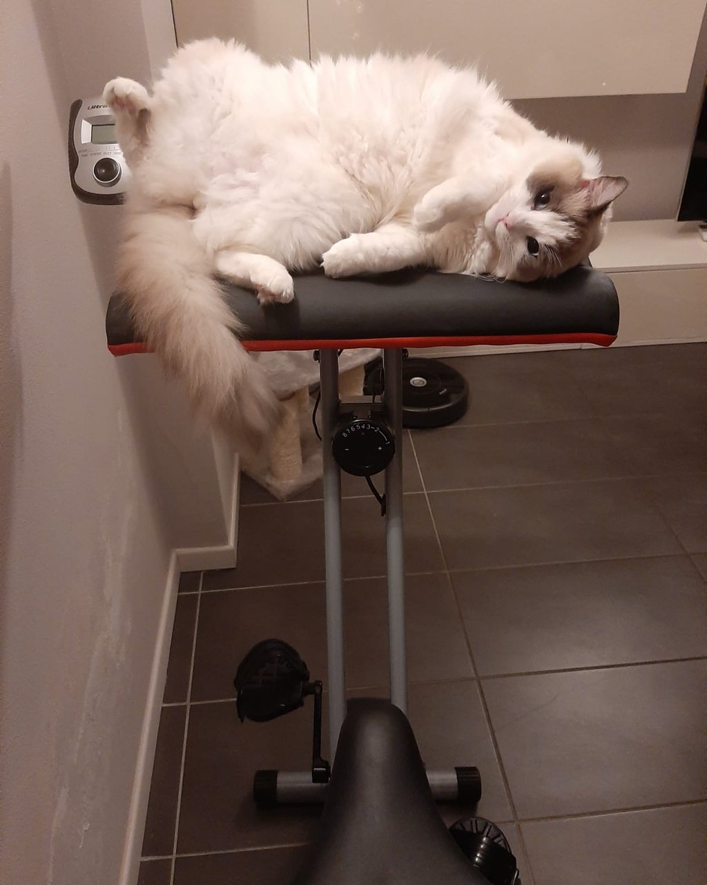 gatta ragdoll che riposa
