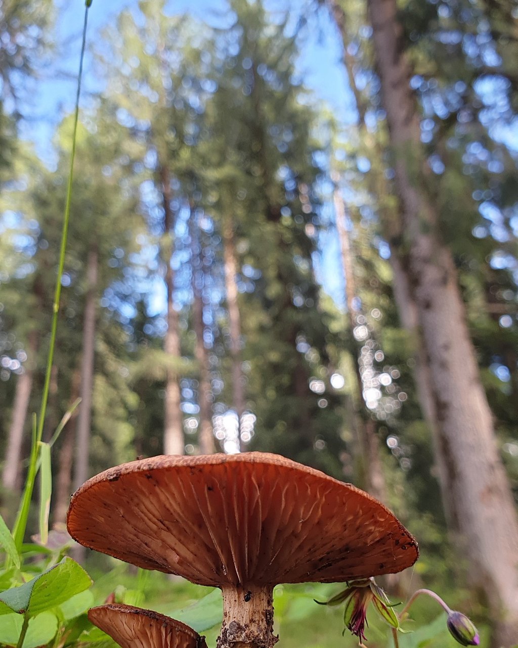 mushroom in the forest in Soyal village / soil village